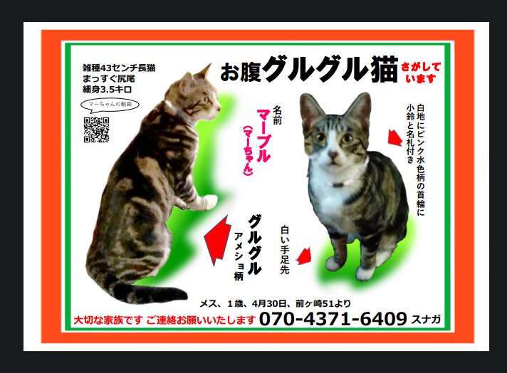 PepeSuna's tweet photo. 【迷い猫】1ヶ月と3週間経ちましたが、まだ見つかりません!　探しています。情報、よろしくおねがいします。下のQRコードから、動画・連絡先に飛びます。マーちゃんの動画、見てください!
#迷い猫　#流山　#柏　#松戸　#猫　#捜索　#目撃情報 https://t.co/hEJVCKcFac
