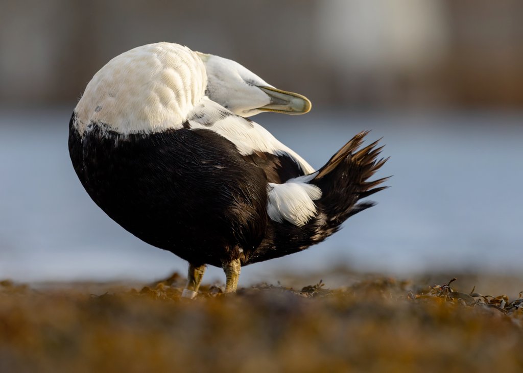 EllieHilsdon's tweet photo. "At Seahouses you can get really nice photos of the Eiders"...

*The Eiders at Seahouses*:
🤣🙃

@_BTO @Natures_Voice @NTNorthd_Coast @LoveSeahouses @BirdGuides @britishbirds 
#TwitterNatureCommunity #TwitterNaturePhotography #eider #SillySaturday #NaturePhotography #bird #nature https://t.co/J7DWm2bzO4