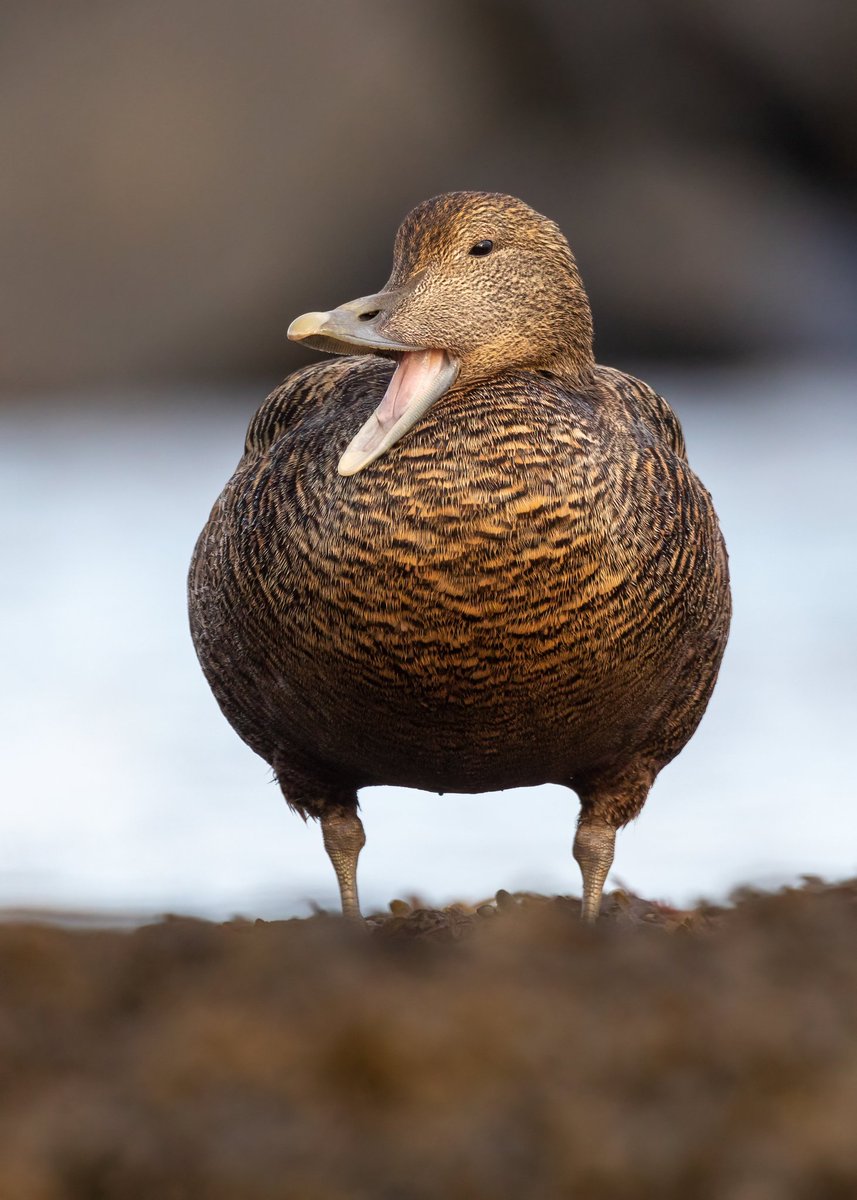 EllieHilsdon's tweet photo. "At Seahouses you can get really nice photos of the Eiders"...

*The Eiders at Seahouses*:
🤣🙃

@_BTO @Natures_Voice @NTNorthd_Coast @LoveSeahouses @BirdGuides @britishbirds 
#TwitterNatureCommunity #TwitterNaturePhotography #eider #SillySaturday #NaturePhotography #bird #nature https://t.co/J7DWm2bzO4