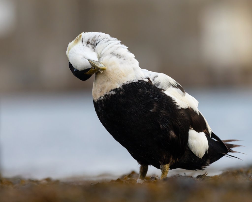 EllieHilsdon's tweet photo. "At Seahouses you can get really nice photos of the Eiders"...

*The Eiders at Seahouses*:
🤣🙃

@_BTO @Natures_Voice @NTNorthd_Coast @LoveSeahouses @BirdGuides @britishbirds 
#TwitterNatureCommunity #TwitterNaturePhotography #eider #SillySaturday #NaturePhotography #bird #nature https://t.co/J7DWm2bzO4