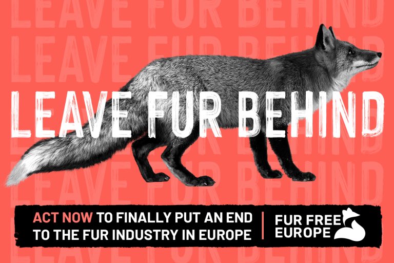 humaneworlduk's tweet photo. 🚨EU CITIZENS🚨 Please sign &amp; share the #FurFreeEU citizens initiative to ban EU fur farming &amp; sales. It needs 1 million EU signatures to end this cruel trade https://t.co/besUbSQrrH https://t.co/34XDzDWa4I