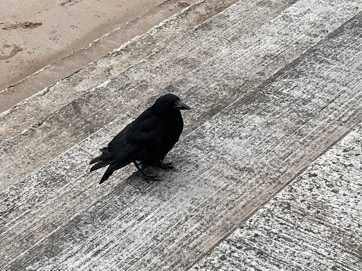 johnbowie's tweet photo. Last weekend, crow snapping.
I did dome writing too. It’s all about the crows though…
#forthecrows #amwriting https://t.co/1i15ZXbr0L