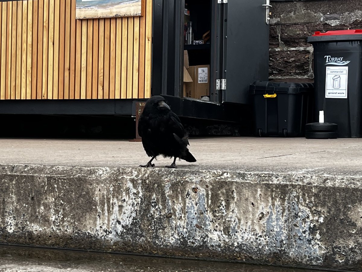 johnbowie's tweet photo. Last weekend, crow snapping.
I did dome writing too. It’s all about the crows though…
#forthecrows #amwriting https://t.co/1i15ZXbr0L