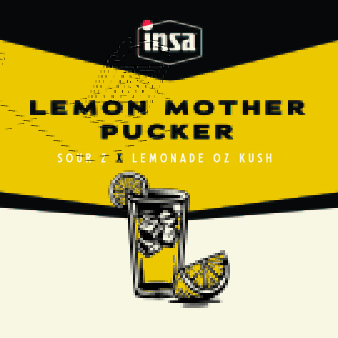 InsaCannabis's tweet image. It's here and available in MA! 🍋 Lemon Mother Pucker🍋  is a sativa cross of Sour Z and Lemonade Oz Kush. Please consume responsibly. Nothing is for sale. For use by adults 21 years of age or older or persons holding a patient registration card.