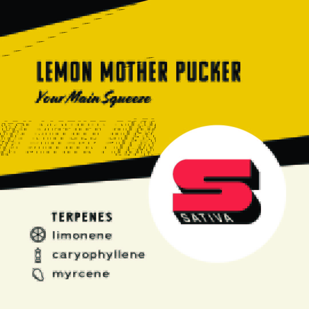 InsaCannabis's tweet image. It's here and available in MA! 🍋 Lemon Mother Pucker🍋  is a sativa cross of Sour Z and Lemonade Oz Kush. Please consume responsibly. Nothing is for sale. For use by adults 21 years of age or older or persons holding a patient registration card.