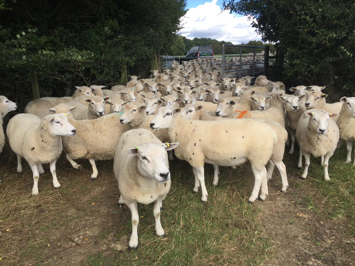 JPBWFarm's tweet photo. Our starter holding FBT ends in September and we’ve yet to find somewhere move to. Plug: Farming family after 150+ acres of pasture or ideally mixed, south or south west. Well capitalised with off farm income (photos of our cows 2022, family 2019/22 &amp; ewes 2018) https://t.co/bmcMqobx0R