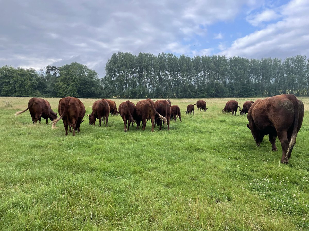 JPBWFarm's tweet photo. Our starter holding FBT ends in September and we’ve yet to find somewhere move to. Plug: Farming family after 150+ acres of pasture or ideally mixed, south or south west. Well capitalised with off farm income (photos of our cows 2022, family 2019/22 &amp; ewes 2018) https://t.co/bmcMqobx0R