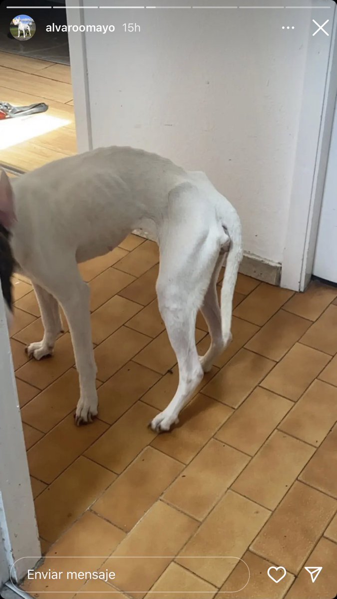 paaulafreiree's tweet photo. Difusión por favor. (Milladoiro-Santiago se Compostela). Así tenían a su perra, abandonada en un piso sola, sin luz, comida ni bebida. Con las uñas tan largas que no podía caminar. La perra ahora está a salvo pero necesitamos que esto no quede así y se haga justicia. https://t.co/h32wrrNtqr