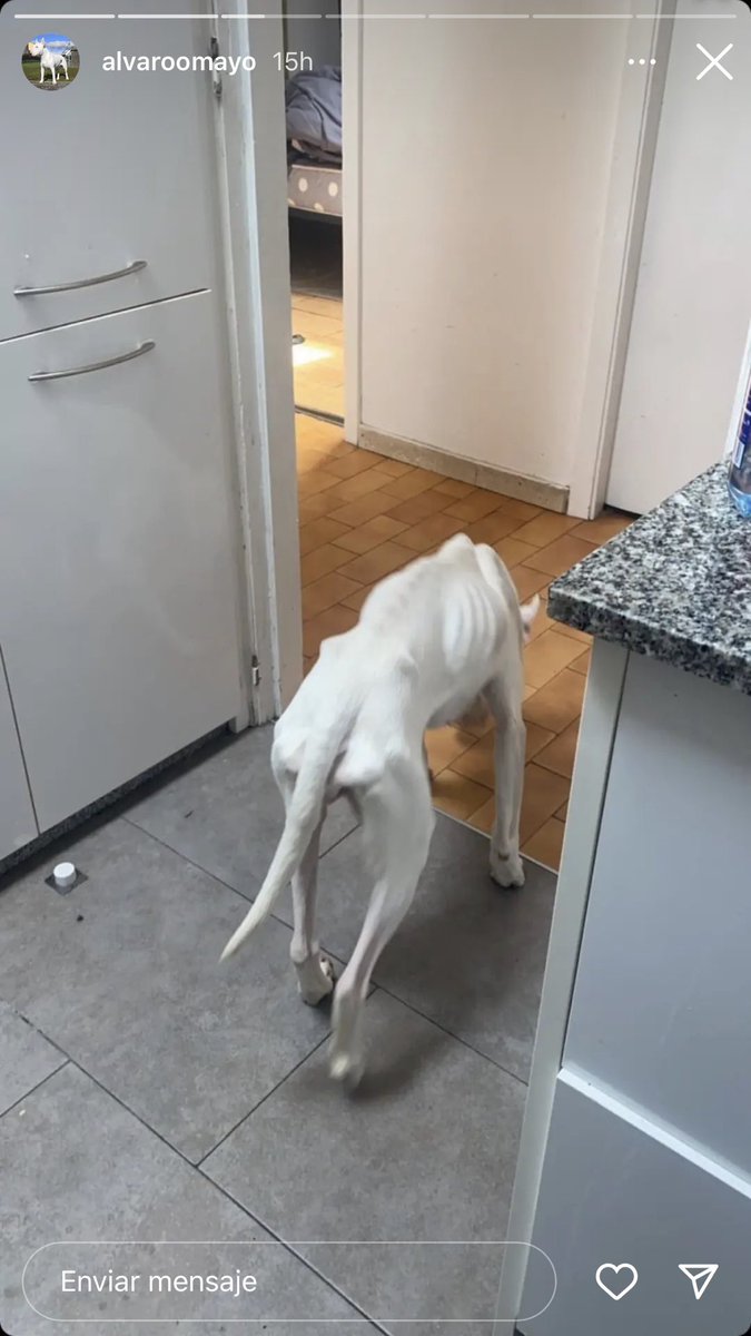 paaulafreiree's tweet photo. Difusión por favor. (Milladoiro-Santiago se Compostela). Así tenían a su perra, abandonada en un piso sola, sin luz, comida ni bebida. Con las uñas tan largas que no podía caminar. La perra ahora está a salvo pero necesitamos que esto no quede así y se haga justicia. https://t.co/h32wrrNtqr