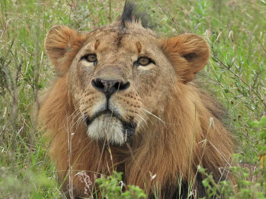 KWSKenya's tweet photo. A  king has rested. 

Sirikoi, one the most iconic lions of @KWSNairobiPark was born in  January 2014 in the Sosian Valley. He came from the MF family one of the dominant and charismatic pride. https://t.co/qIOn3QqNf9