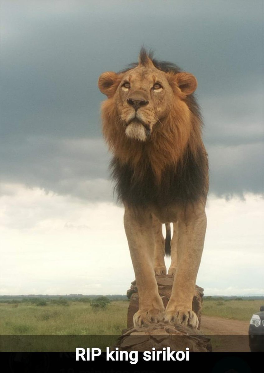 A  king has rested. 

Sirikoi, one the most iconic lions of <a href="/KWSNairobiPark/">Nairobi National Park</a> was born in  January 2014 in the Sosian Valley. He came from the MF family one of the dominant and charismatic pride.