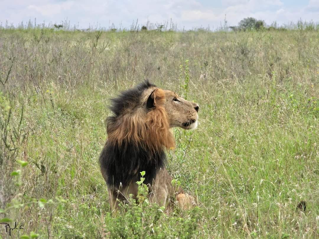 KWSKenya's tweet photo. A  king has rested. 

Sirikoi, one the most iconic lions of @KWSNairobiPark was born in  January 2014 in the Sosian Valley. He came from the MF family one of the dominant and charismatic pride. https://t.co/qIOn3QqNf9