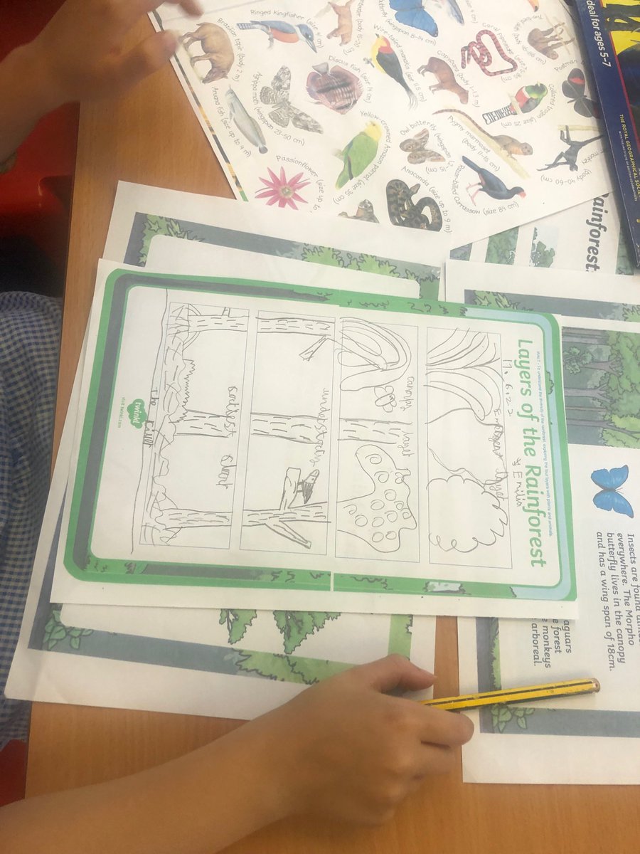 StMichaels_CE's tweet photo. Year 2  have bern learning about the diversity of plants, trees, animals, insects, reptiles, birds and arachnids in the different layers of the Amazon Rainforest. Super work Sparrows! https://t.co/HDyf9teecv