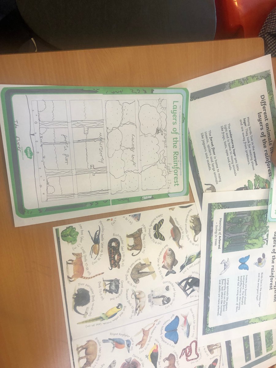 StMichaels_CE's tweet photo. Year 2  have bern learning about the diversity of plants, trees, animals, insects, reptiles, birds and arachnids in the different layers of the Amazon Rainforest. Super work Sparrows! https://t.co/HDyf9teecv