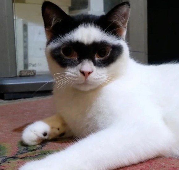 ネコ 500RT：怪傑ゾロが転生したら猫になっていた件。黒いアイマスクのよう