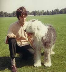 Happy birthday to Paul McCartney! May you meet an Old English Sheepdog today 