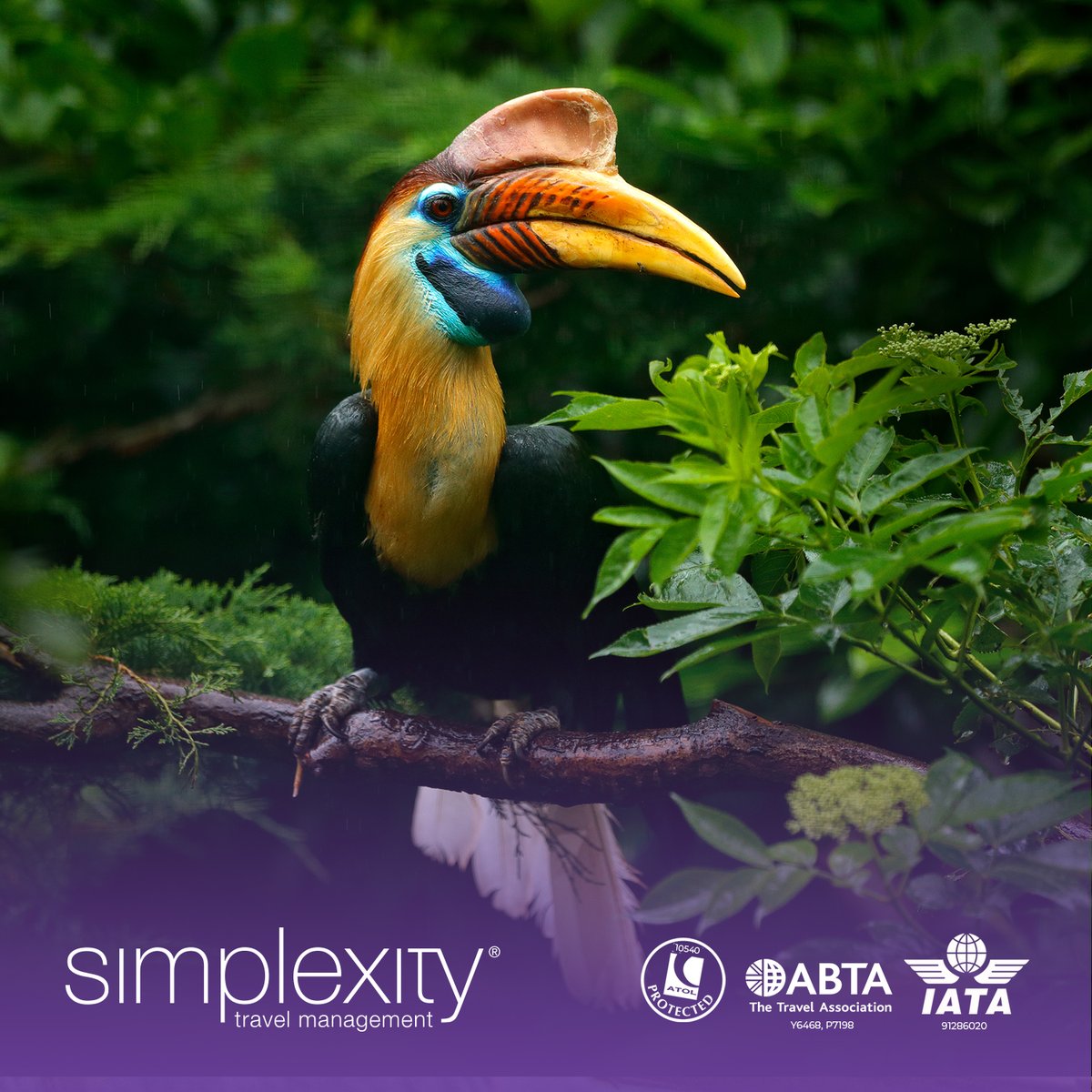SimplexityTM's tweet image. #June signals the beginning of #Borneo’s dry season during which visitors can enjoy the country’s diverse wildlife and scenery, or kick back on a beautiful beach with little threat of rain. Book today!