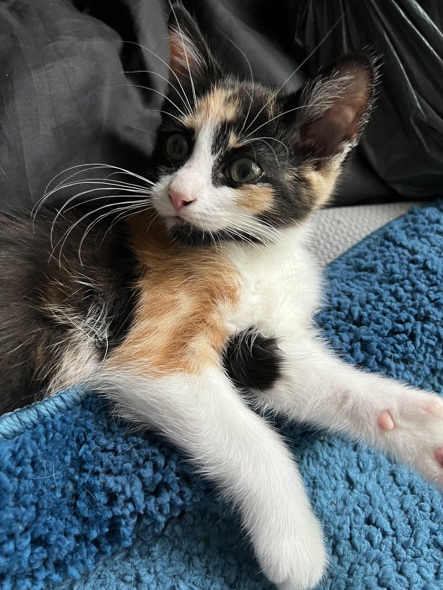 Sparty_Kitty_'s tweet photo. Looking extra cute on a rainy day ☔️#CatsOfTwitter #CatsOnTwitter #CatTwitter #kittensoftwitter https://t.co/kTbxHaQKpO