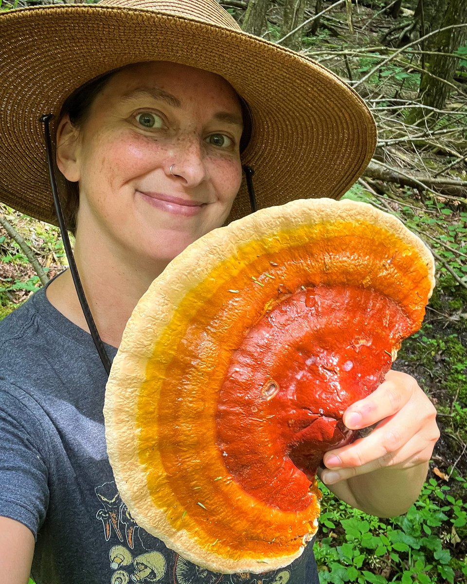 spore_stories's tweet photo. I’m a big fan of reishi mushrooms. How about you? 🧡💛🤍
🆔 Ganoderma tsugae 
#functionalmushrooms #mushrooms #nature #Health #medicinalmushrooms #fungi #fantasticfungi #NatureBeauty https://t.co/66JIvuodc2