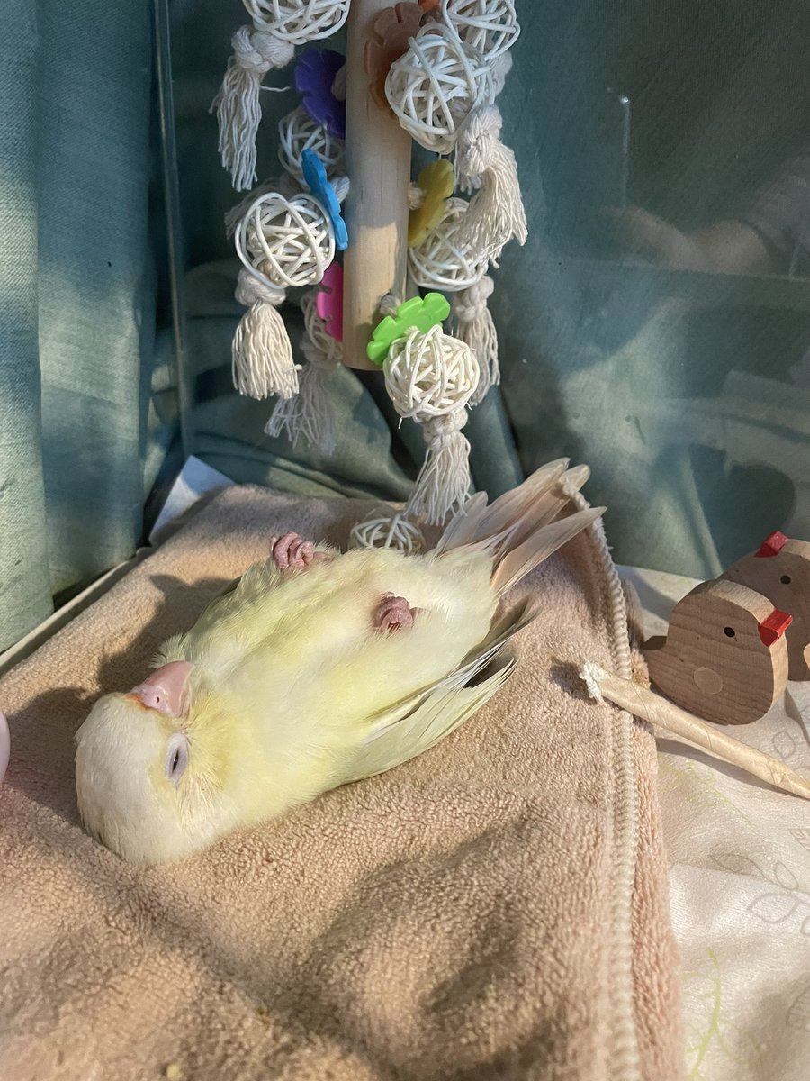 sao_bisco's tweet photo. 可愛すぎて飼い主瀕死🤣
みろが寝るまでの経過をどーぞ https://t.co/e1x3wMKNnb