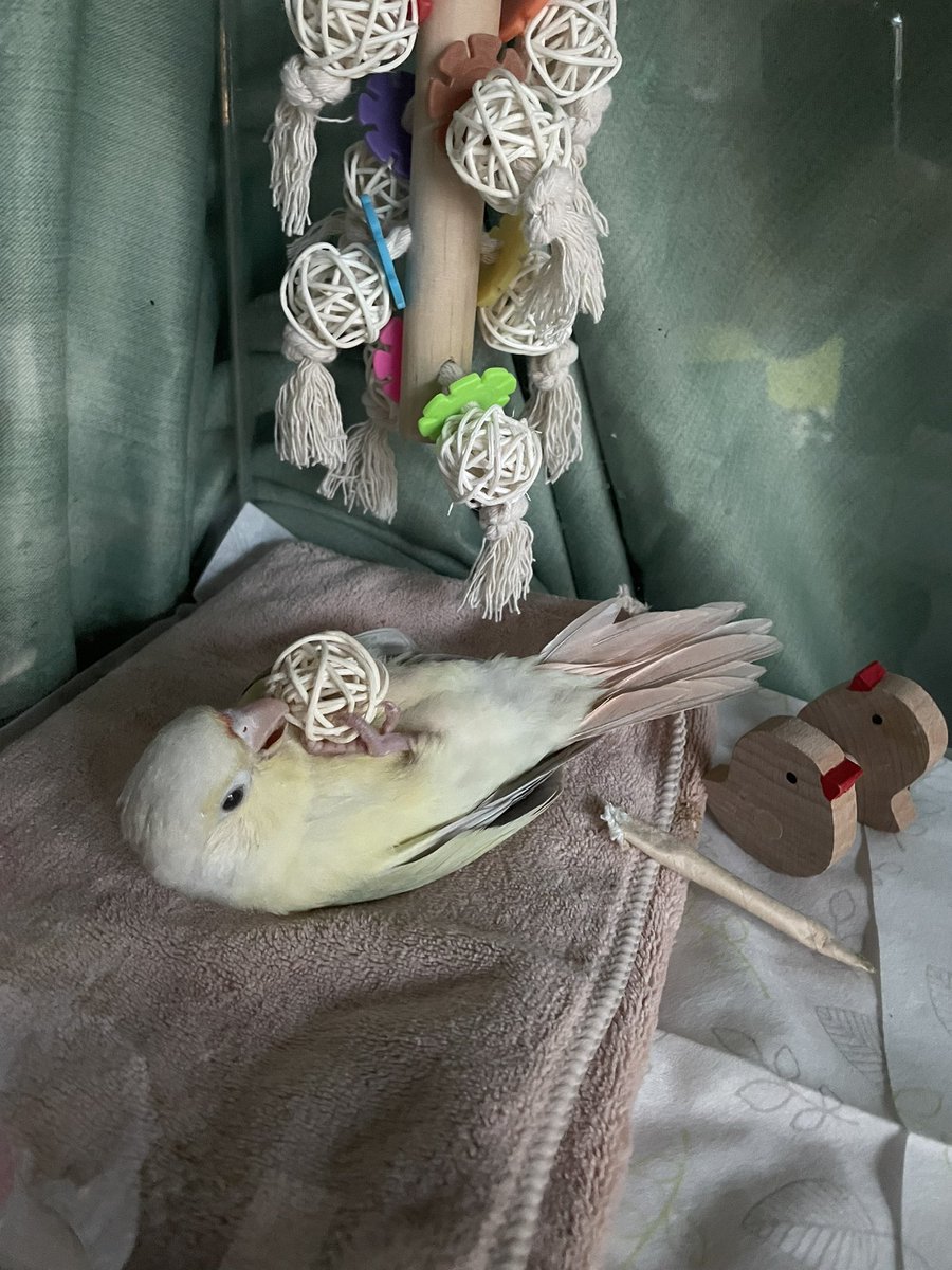 sao_bisco's tweet photo. 可愛すぎて飼い主瀕死🤣
みろが寝るまでの経過をどーぞ https://t.co/e1x3wMKNnb