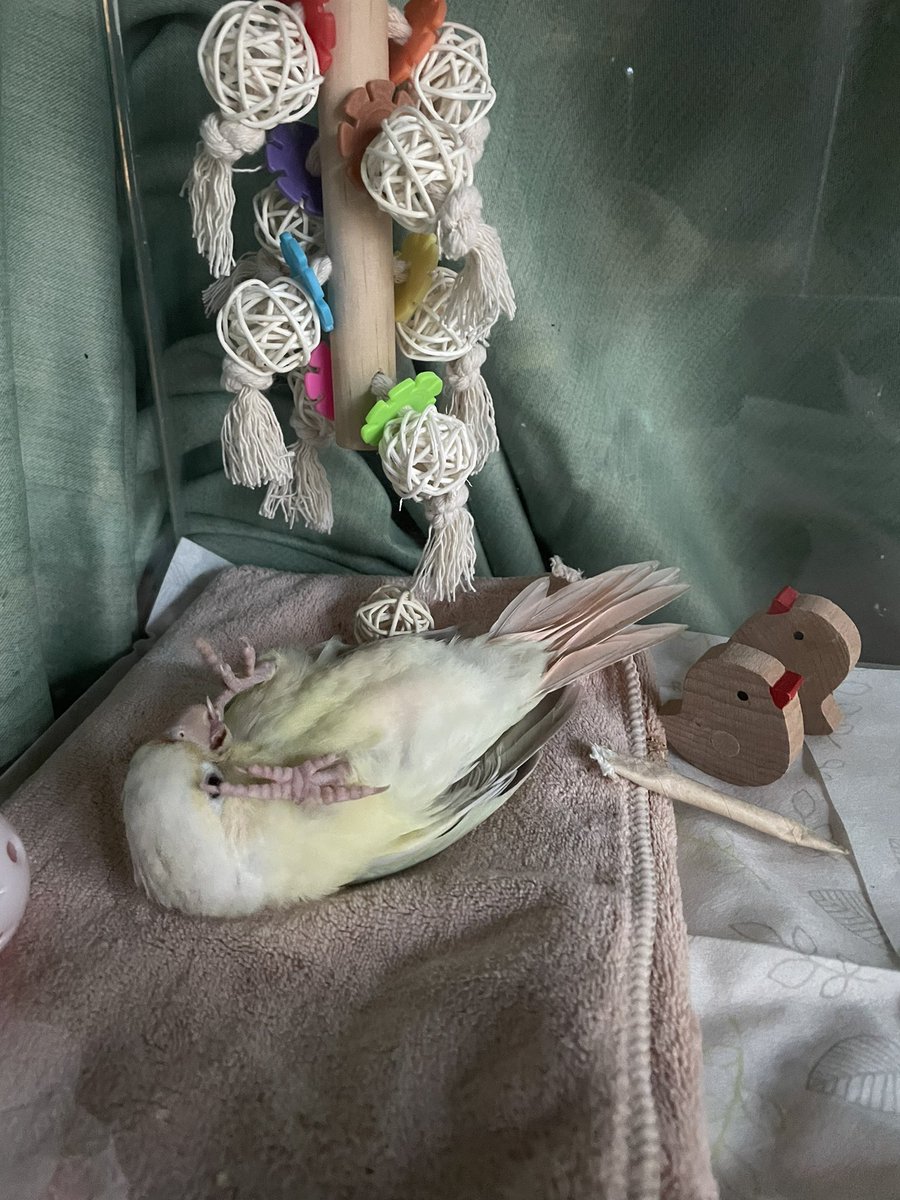 sao_bisco's tweet photo. 可愛すぎて飼い主瀕死🤣
みろが寝るまでの経過をどーぞ https://t.co/e1x3wMKNnb