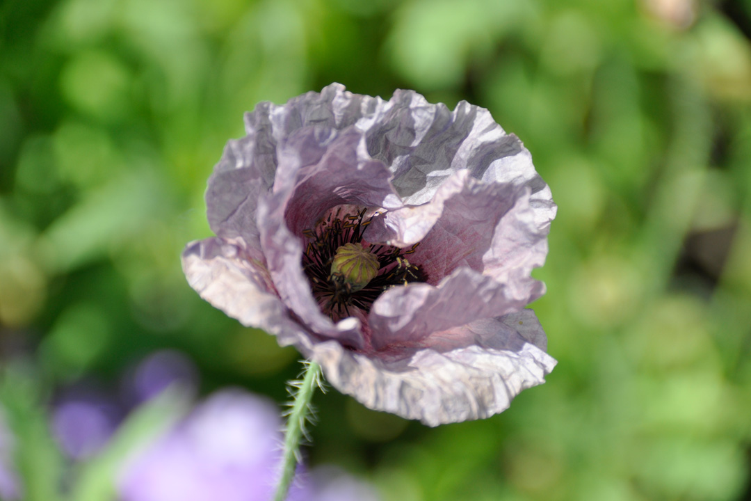Insel Mainau tweet media