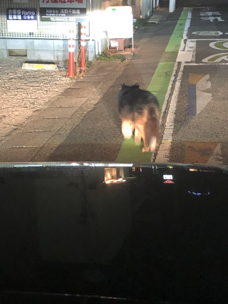 OG_DQW's tweet photo. 倉敷市南町あたりで脱走犬？野良犬？みました
飼い犬なのかわからないけど車がよく通る道なので心配です
#倉敷市
#野良犬
#飼い犬
#迷子犬
#わからないけど飼い犬なら心配 https://t.co/43OHKqlltk