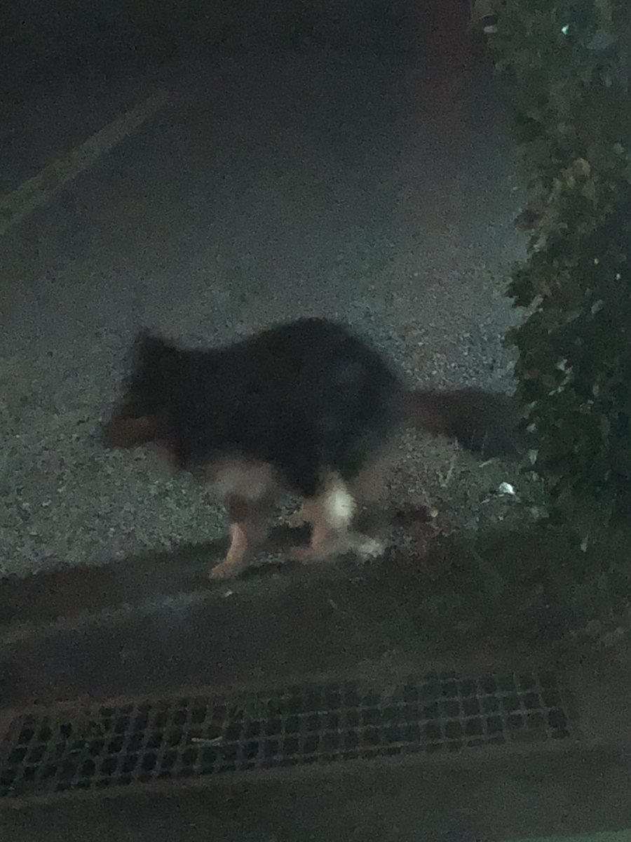 OG_DQW's tweet photo. 倉敷市南町あたりで脱走犬？野良犬？みました
飼い犬なのかわからないけど車がよく通る道なので心配です
#倉敷市
#野良犬
#飼い犬
#迷子犬
#わからないけど飼い犬なら心配 https://t.co/43OHKqlltk