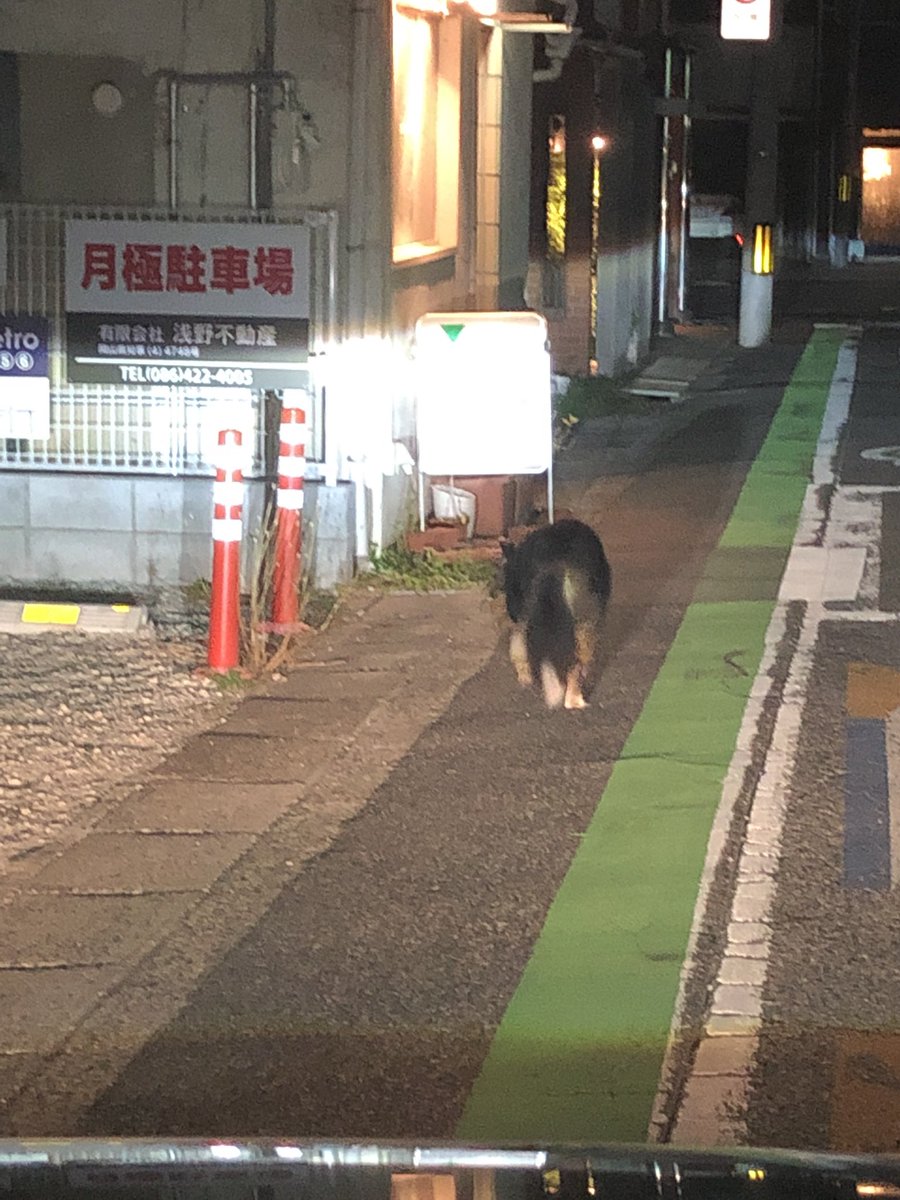 OG_DQW's tweet photo. 倉敷市南町あたりで脱走犬？野良犬？みました
飼い犬なのかわからないけど車がよく通る道なので心配です
#倉敷市
#野良犬
#飼い犬
#迷子犬
#わからないけど飼い犬なら心配 https://t.co/43OHKqlltk