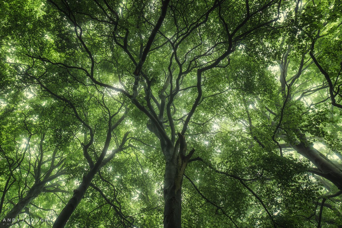 andyhough's tweet photo. Canopy! Sometimes its good to look up! More arboreal treats from Whiteleaf, Bucks
#trees #whiteleaf @OPOTY @ThePhotoHour #nature #photography #Lumix https://t.co/A0MQ6oJU5d