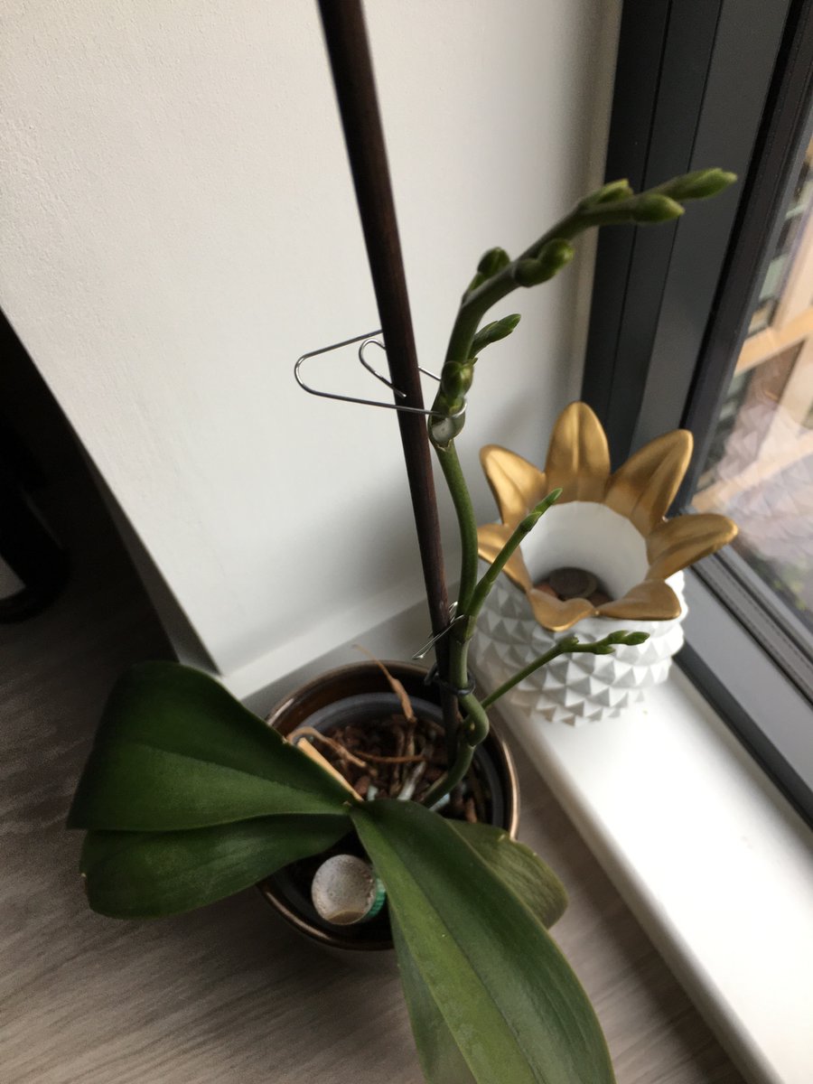 #orchid looking for advice please. My orchid plant lost its flower and the stalk died - removed this and fed and watered - now have new growth. Will this now flower? TIA.