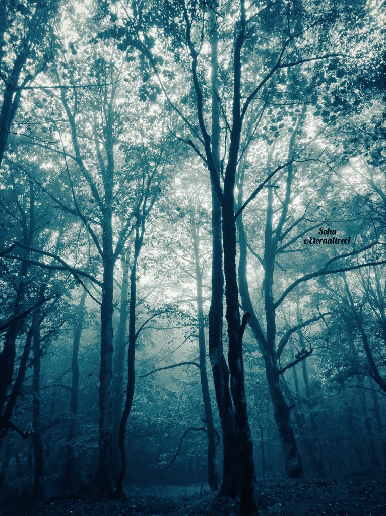 Eternaltree1's tweet photo. Magical morning of the old forest 💚

#saveforests #savetrees #forest #tree
#NaturePhotography #hyrcanianforests https://t.co/oPGHuTFZZ8