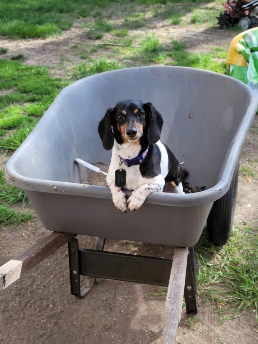 MyRunnings's tweet photo. Duke, the hardworking helper of Hunter Baier, is ๐พ ๐พ Runnings Furry Friday Pet of the Week. Over 1000 pet pics ๐ธ shared with us and weโre thankful for each one!
#Runnings #Runningsstores #Runningsstore #petsofinstagram #petsoffacebook #furryfriday #petcontest #pets #dogs https://t.co/jecmwHZju3