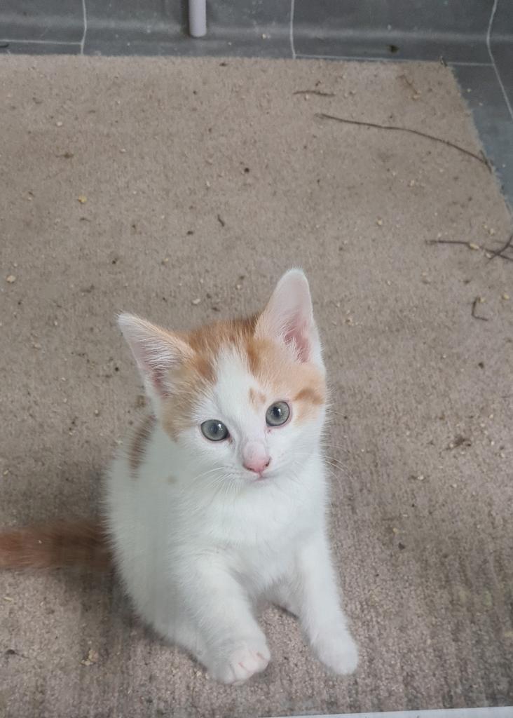 KeighleyCatCare's tweet photo. We might be quieter on here lately but we are working non stop!
Please keep supporting us so we can help and rehome as many cats as possible!!
#AdoptDontShop #caturday #Yorkshire #kittenseason https://t.co/12LrsQimYT