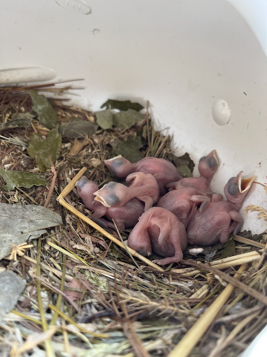 ccdspurplmartin's tweet photo. Purple Martin nesting is in full swing. Parents are sitting on eggs and hatchlings are waiting to be fed. https://t.co/C6S1Jn0Jkz