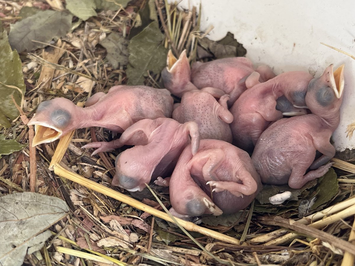 ccdspurplmartin's tweet photo. Purple Martin nesting is in full swing. Parents are sitting on eggs and hatchlings are waiting to be fed. https://t.co/C6S1Jn0Jkz
