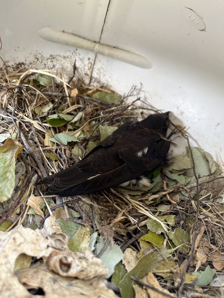 ccdspurplmartin's tweet photo. Purple Martin nesting is in full swing. Parents are sitting on eggs and hatchlings are waiting to be fed. https://t.co/C6S1Jn0Jkz