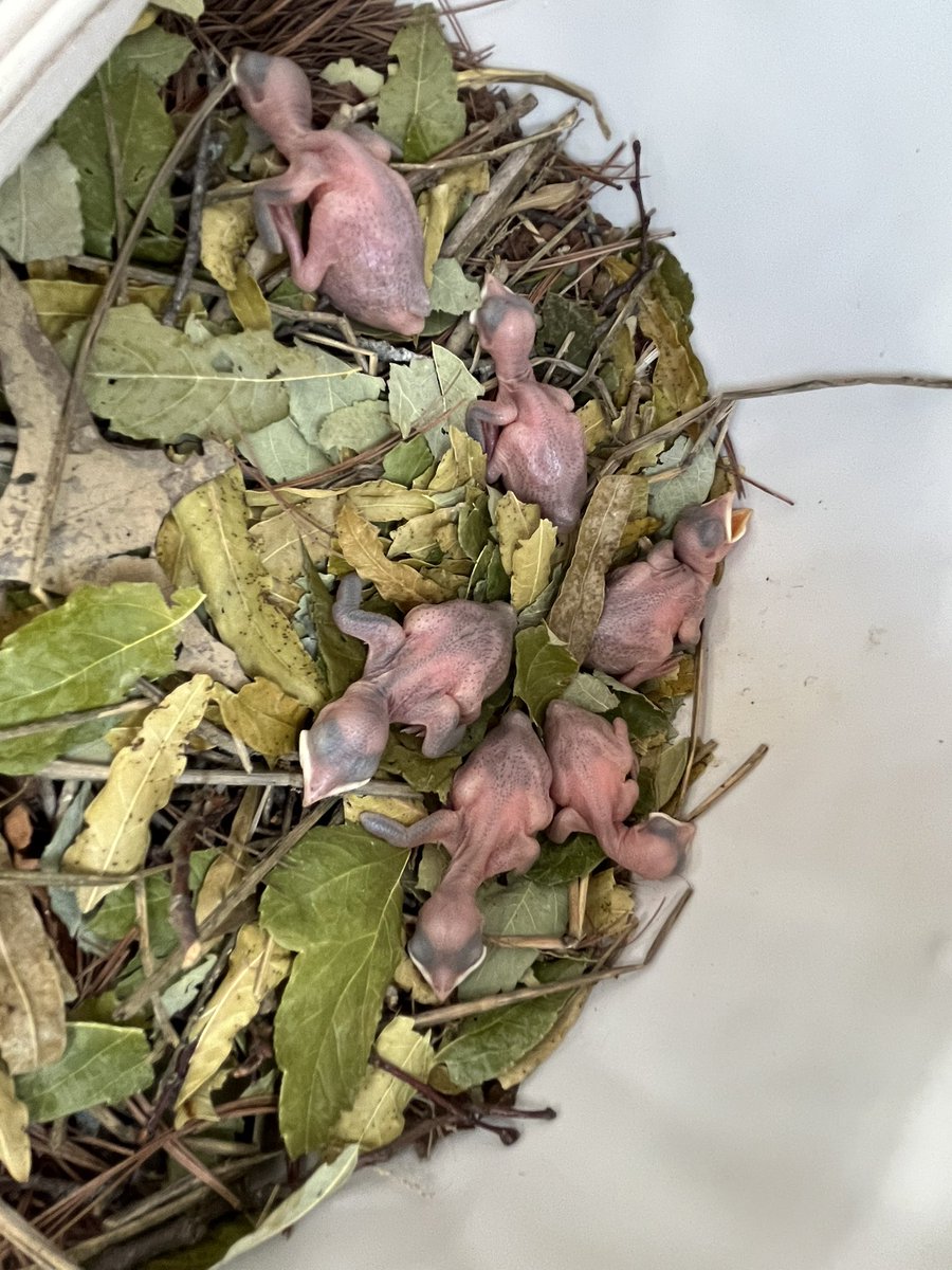 ccdspurplmartin's tweet photo. Purple Martin nesting is in full swing. Parents are sitting on eggs and hatchlings are waiting to be fed. https://t.co/C6S1Jn0Jkz