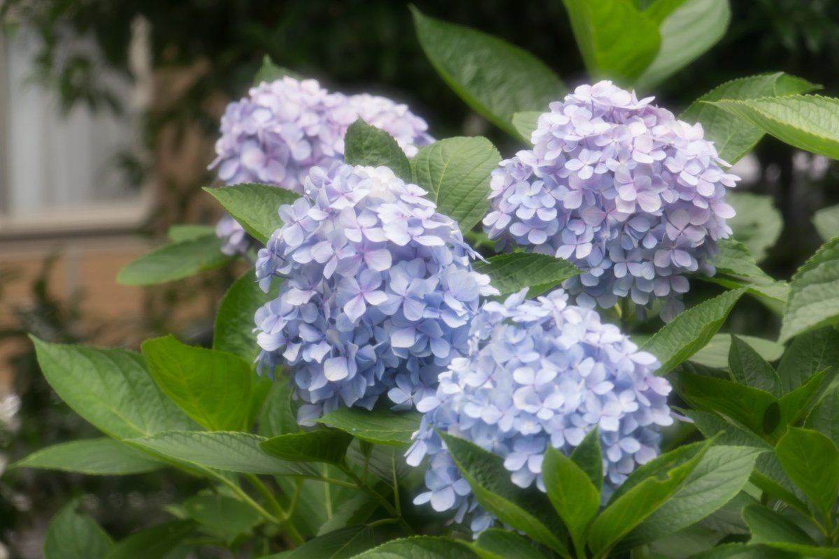shibachan_photo's tweet photo. 紫陽花はまだまだ頑張ってるよ！ソフトフィルター挟んでるのでぼけ具合も一味違います✨

#α6000 #sony #sel1670z #zeiss
#softon #kenko
#写真好きな人と繋がりたい 
#写真撮ってる人と繋がりたい 
#写真で伝える私の世界 https://t.co/kYLd3c9S71