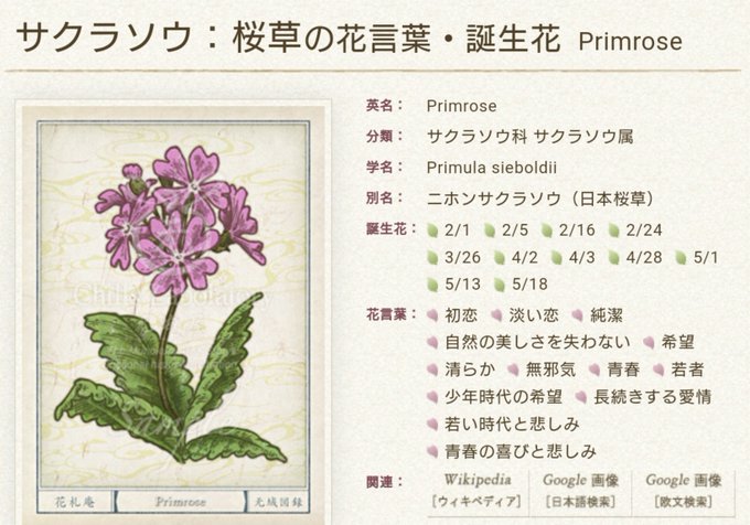 さくら草のtwitterイラスト検索結果