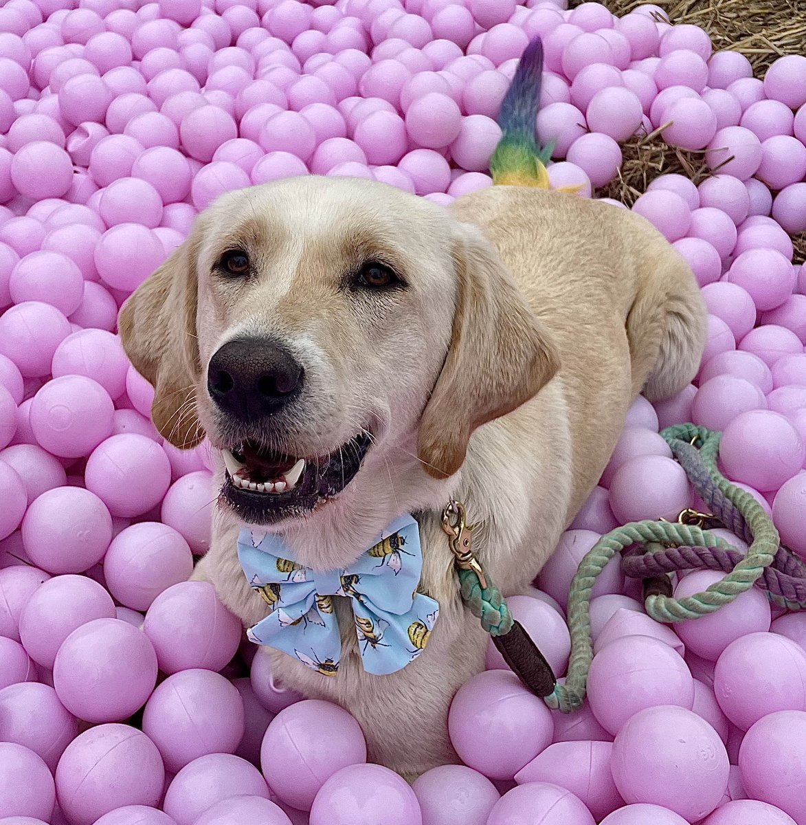Having fun there Pickle?
#dogsoftwitter