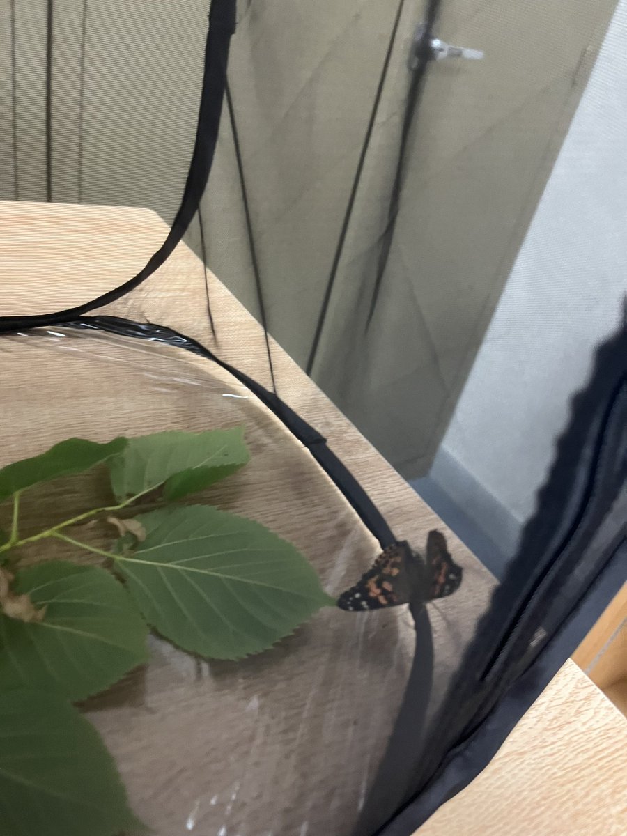ms_christo's tweet photo. We have butterflies!! What an exciting time, watching the full life cycle of butterflies before our eyes! Time to release them into nature. @silverspringsps #butterfly https://t.co/yV9URnBBnf