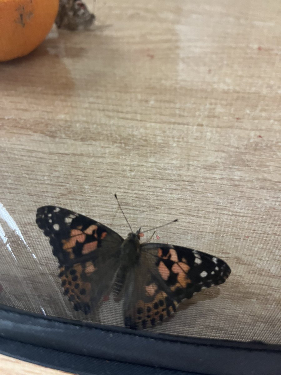 ms_christo's tweet photo. We have butterflies!! What an exciting time, watching the full life cycle of butterflies before our eyes! Time to release them into nature. @silverspringsps #butterfly https://t.co/yV9URnBBnf