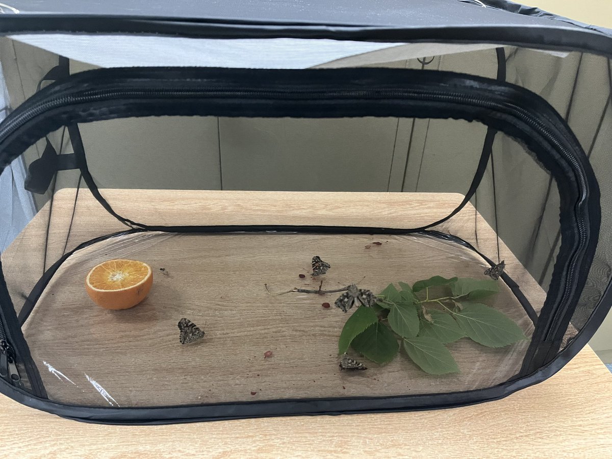 ms_christo's tweet photo. We have butterflies!! What an exciting time, watching the full life cycle of butterflies before our eyes! Time to release them into nature. @silverspringsps #butterfly https://t.co/yV9URnBBnf