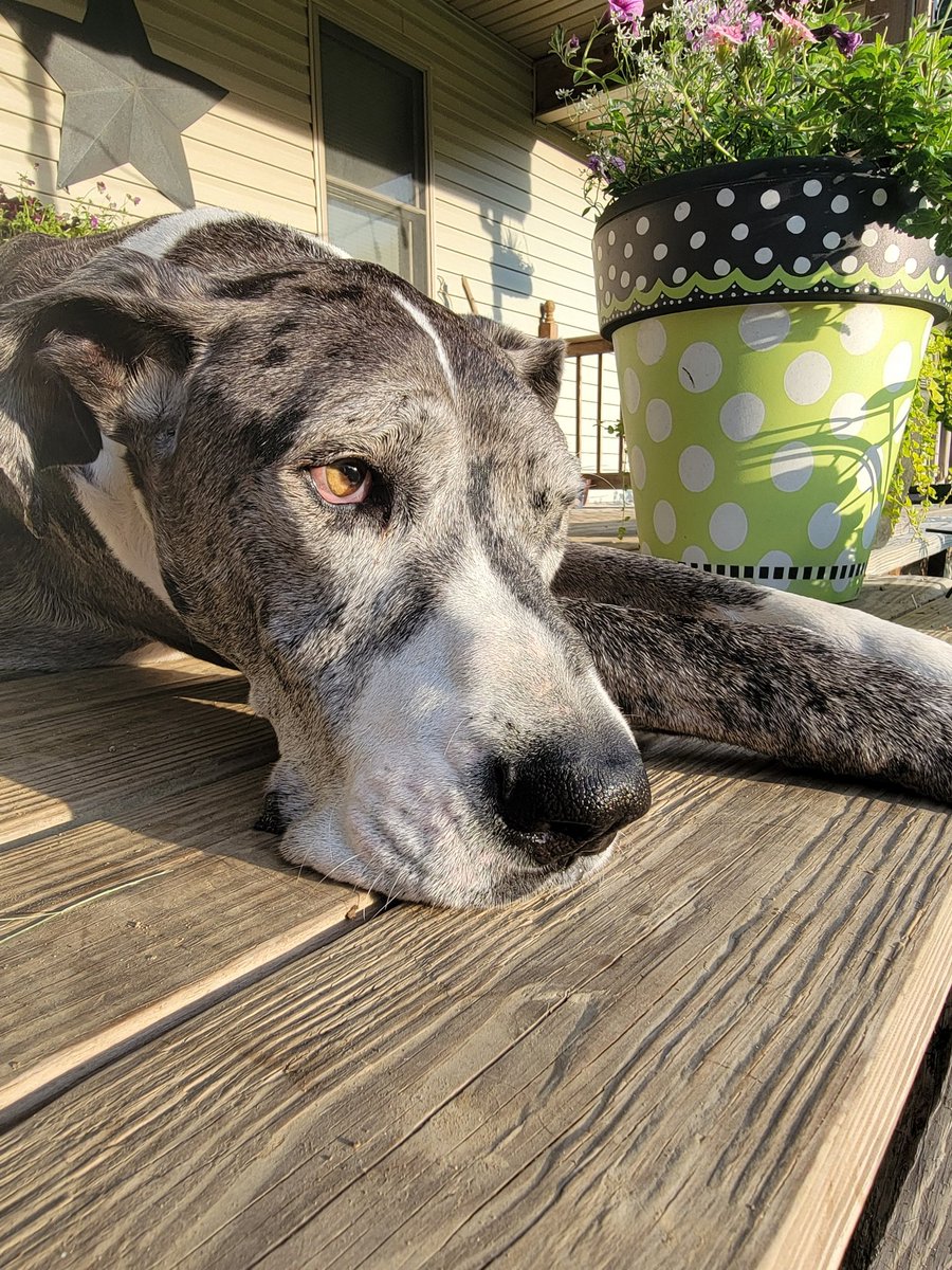 The legend keeping our porch safe during morning coffee.