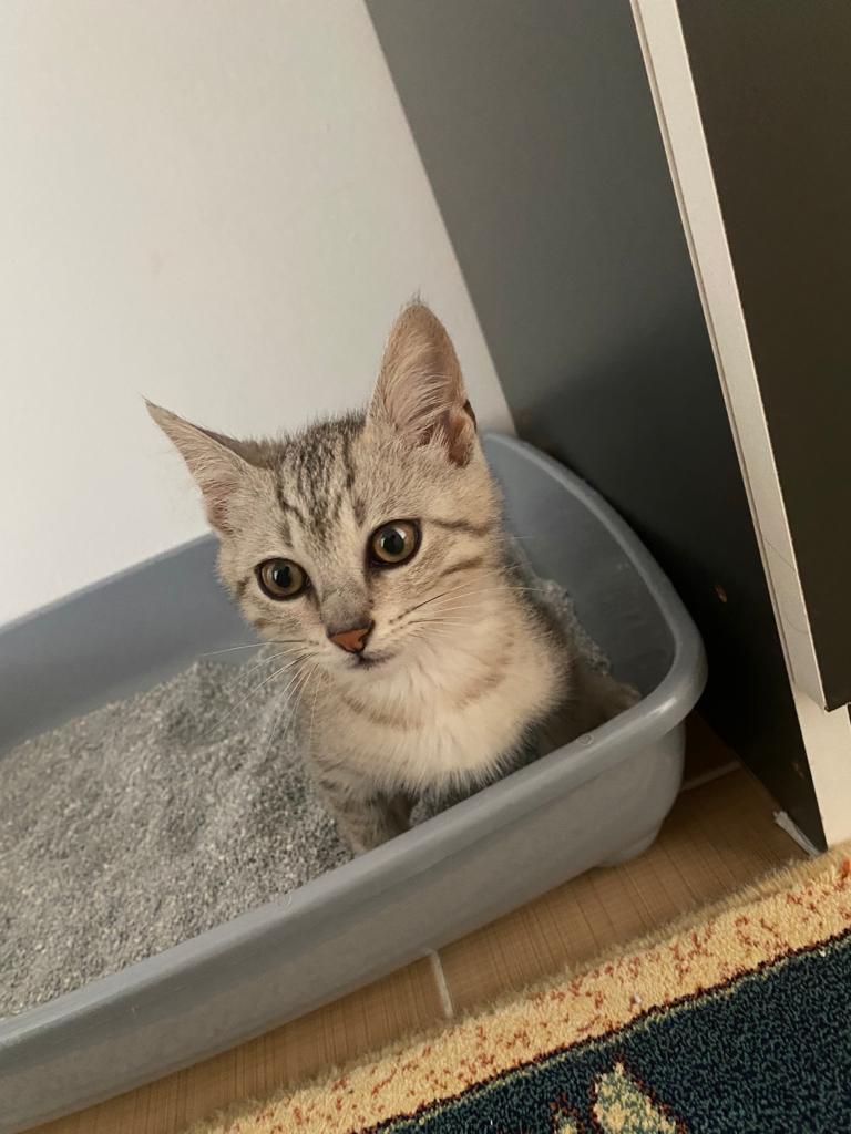 overflight02's tweet photo. Bu bebişi sahiplendirdik. Bugün yeni yuvasına gitti 🥳 https://t.co/YYYGX0Crb7