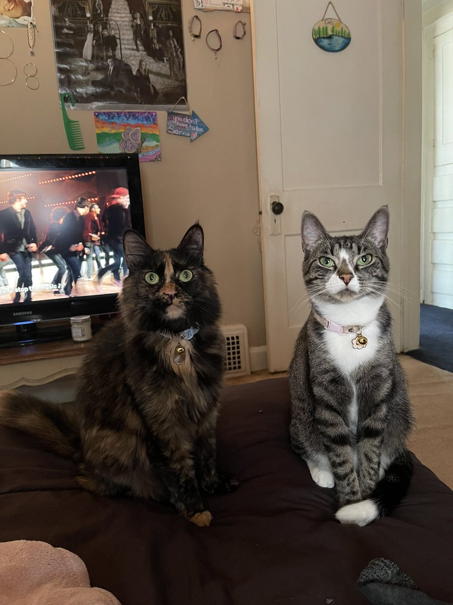 k_emxly's tweet photo. Happy #Caturday 🥹🫶🏼 https://t.co/ccFaVCJFVC
