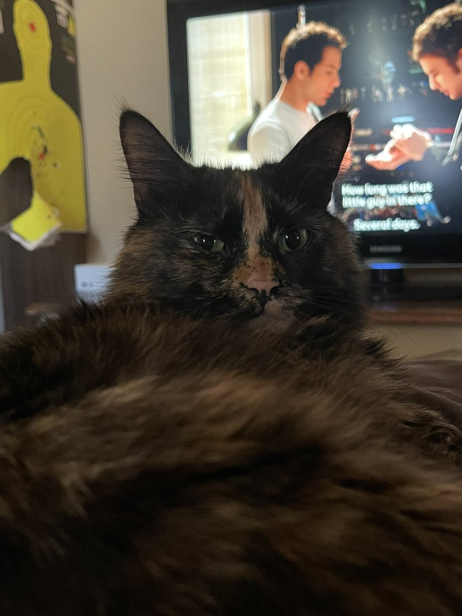 k_emxly's tweet photo. Happy #Caturday 🥹🫶🏼 https://t.co/ccFaVCJFVC