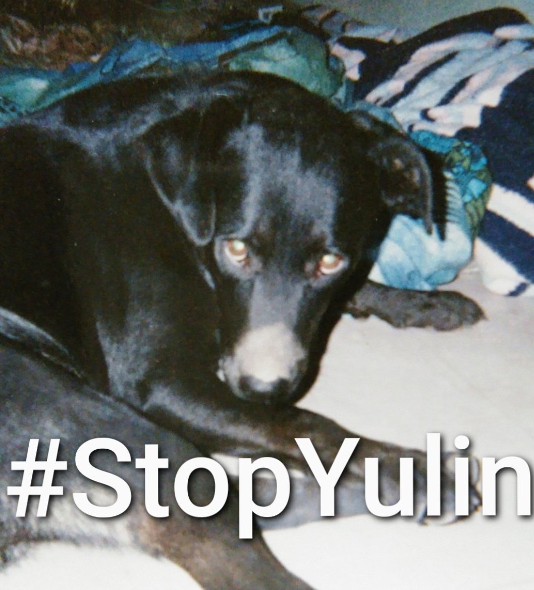 oZvcXoRBxXimfRc's tweet photo. #StopYulin
犬も猫も家族です
家族が苦しみながら
殺されていきます
そんな残酷な��りは
止めて下さい‼️ https://t.co/umtiCQtJIh